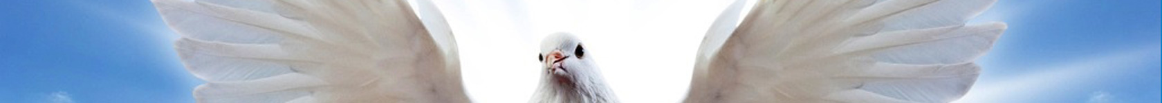 FotkyFoto 20560864 1680x150